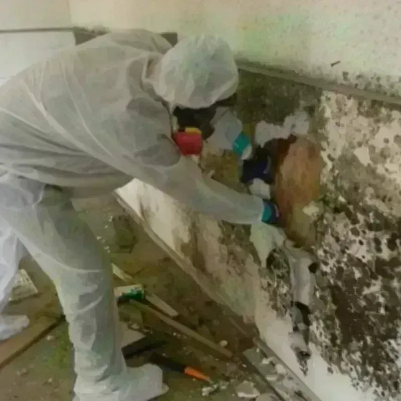 Best Mold Remediation and Removal Service in Friday Harbor, WA